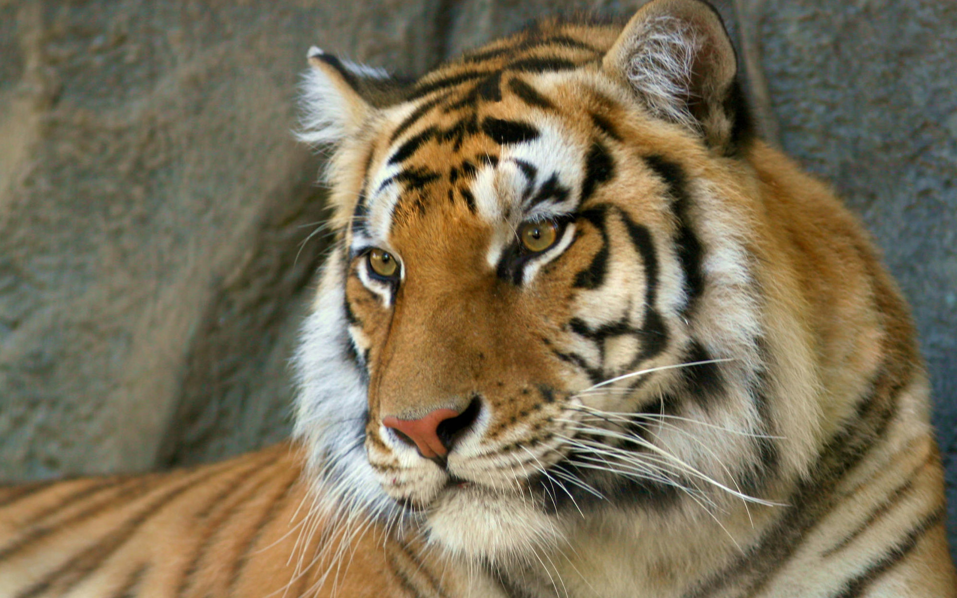 Bengal Tiger624417916 - Bengal Tiger - Tiger, Kenya, Bengal
